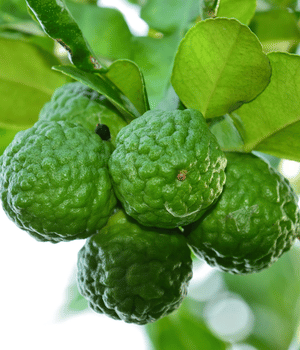 Kaffir Lime Leaves - Spices that start with K