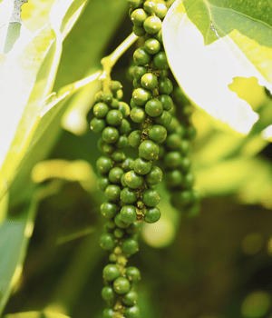 Kampot Pepper - Spices that start with K