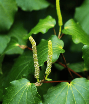 Kawakawa Seeds - Spice Names that Begin with K