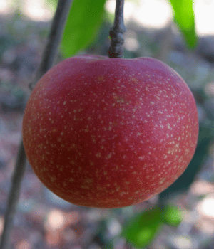 Kokum - Spice Names that Begin with K