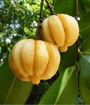 Kudampuli