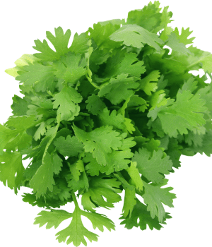 Lao Coriander - Spice Names that Begin With L