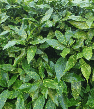 Laurel Leaf - Spice Names that Begin With L