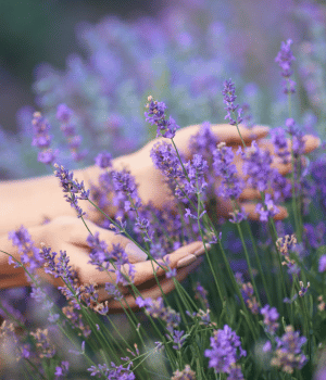 Lavender - Spice Names that Begin With L