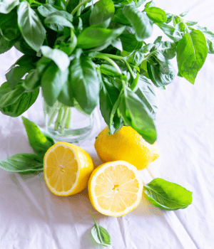 Lemon Basil - Spice Names that Begin With L