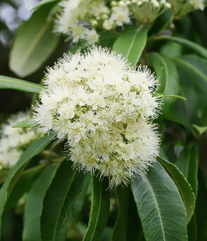 Lemon Myrtle - Spice Names that Begin With L