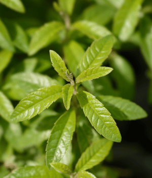 Lemon Verbena - Spice Names that Begin With L
