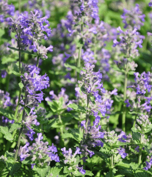 Lesser Calamint - Spices that Start with L