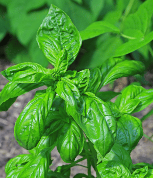 Lime Basil - Spices that Start with L