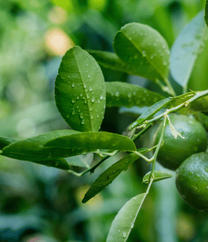 Lime Leaf - Spices that Start with L