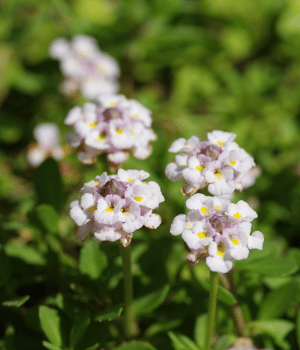 Lippia javanica - Spices that Start with L