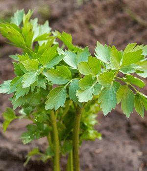 Lovage - Spices that Start with L