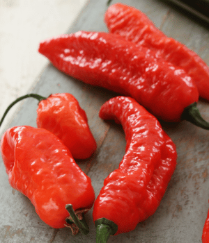 Naga Chili - Spices that Start With N