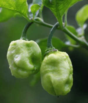 Naga Morich - Spices that Start With N