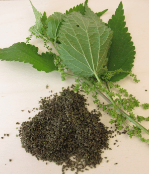 Nettle Seeds - Spices that Start With N