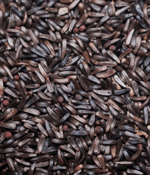 Niger Seeds - Spice Names that Begin With N