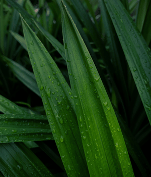 Pandan - Spices that start with P