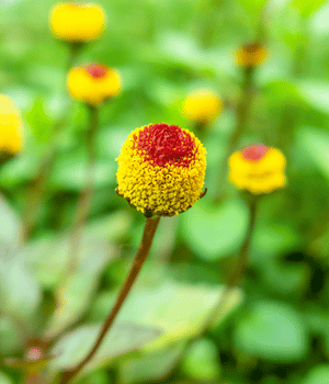 Paracress - Spices that start with P