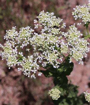 Persian Hogweed - Spices that start with P