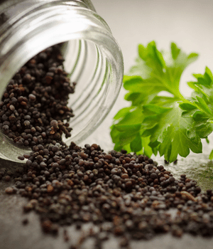 Poppy Seed - Spice Names that Begin with P