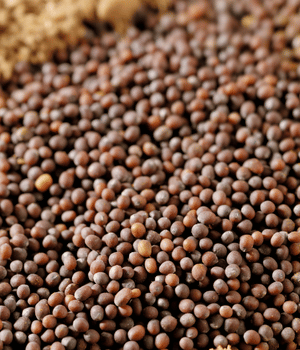 Rai - Spices That Start With R