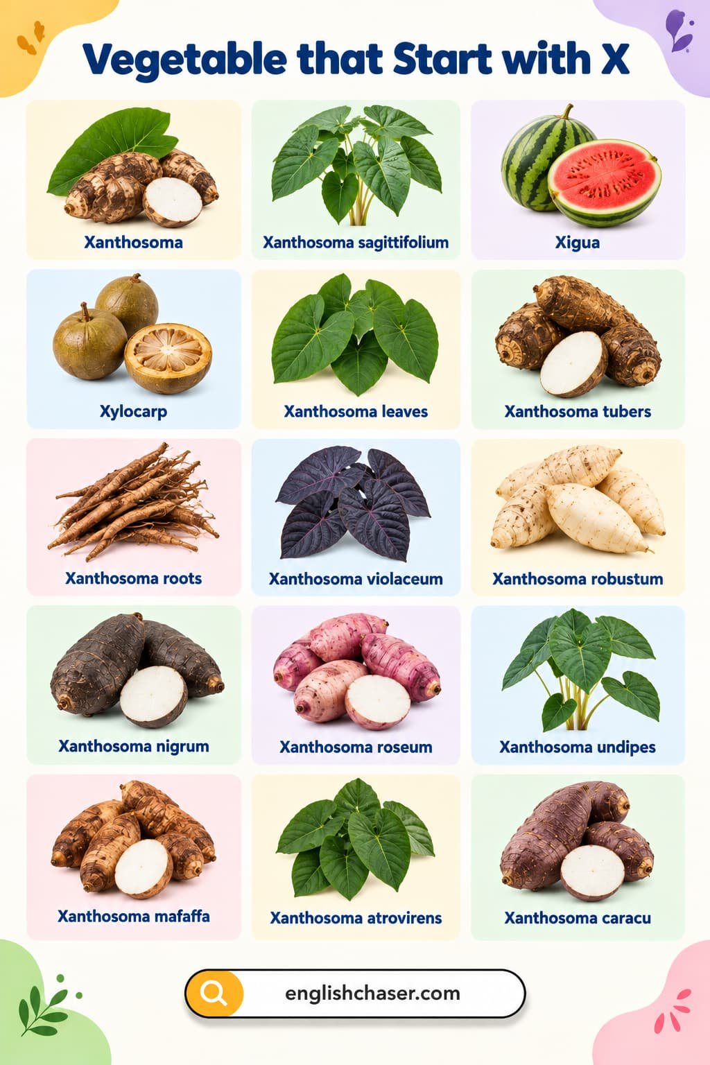 Vegetables Beginning With the Letter X with Pictures and Definition