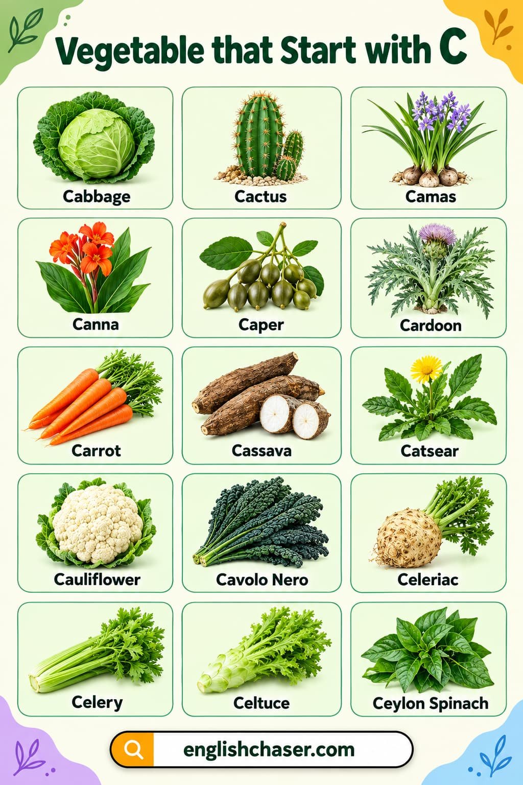 Vegetables Beginning With C With Definitions and Pictures