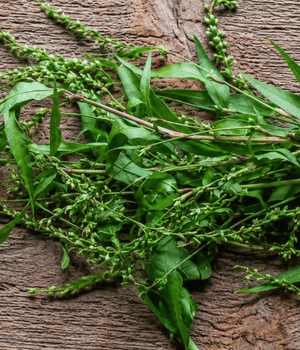 Water Pepper - Spices that Start with W