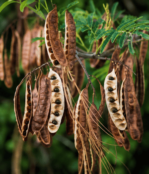 Wattleseed - Spices that Start with W