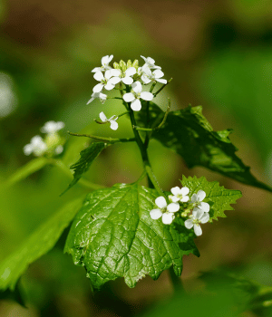 White Mustard - Spices that Start with W