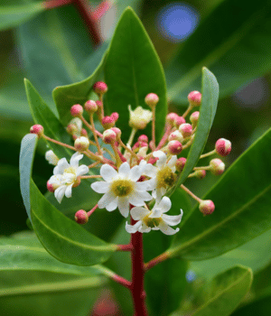 Wild Cinnamon - Spice Names that Begin with W