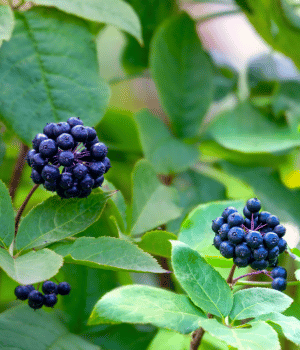 Wild Pepper - Spice Names that Begin with W