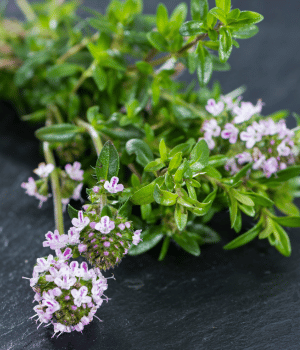 Winter Savory - Spice Names that Begin with W