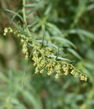 Winter Tarragon - Spice Names that Begin with W