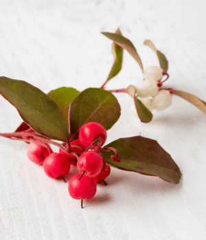 Wintergreen - Spice Names that Begin with W