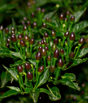 Wiri Wiri Pepper - Spice Names that Begin with W