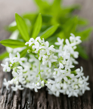 Woodruff - Spice Names that Begin with W