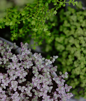 Woolly Thyme - Spice Names that Begin with W