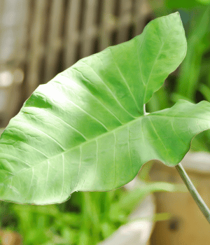 Xanthosoma - Vegetables that Start with X