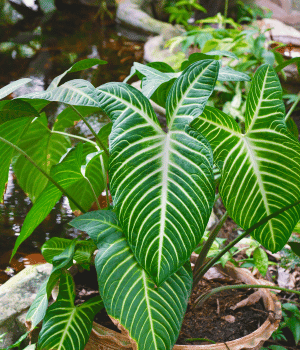 Xanthosoma leaves - Vegetables that Start with X