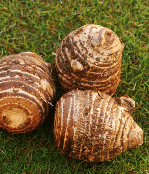 Xanthosoma sagittifolium - Vegetables that Start with X