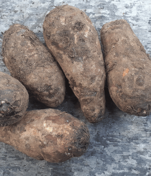 Xanthosoma tubers - Vegetables that Start with X