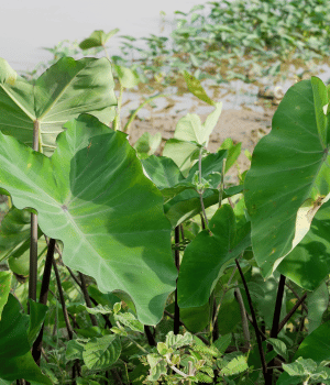 Xanthosoma violaceum - Vegetables that Start with X