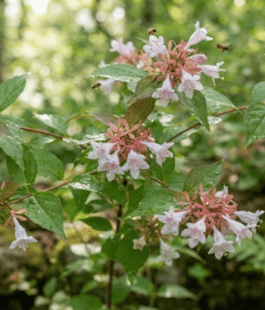 Zabelia - Flower began with Z