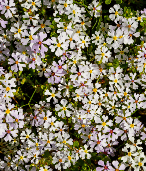 Zaluzianskya - Flower starting with Z