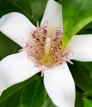 Zaluzianskya capensis - Flower starting with Z