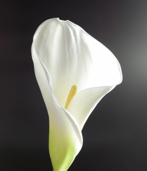 Zantedeschia - Flowers Beginning with Z