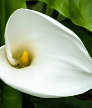 Zantedeschia aethiopica - Flowers Beginning with Z