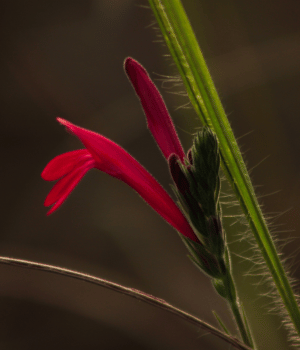 Zauschneria - Flower starting with Z