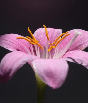 Zephyranthes - Flowers Beginning with Z